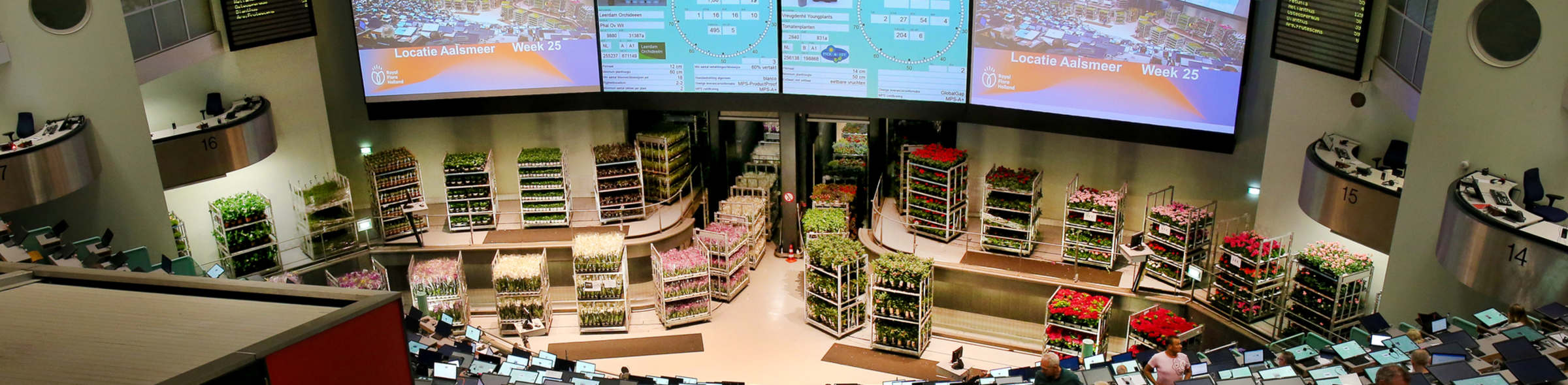 Flower auction in Aalsmeer