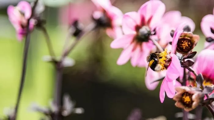 1625038374-conclusion-cares-klimaat-actie-en-milieu-management (1)