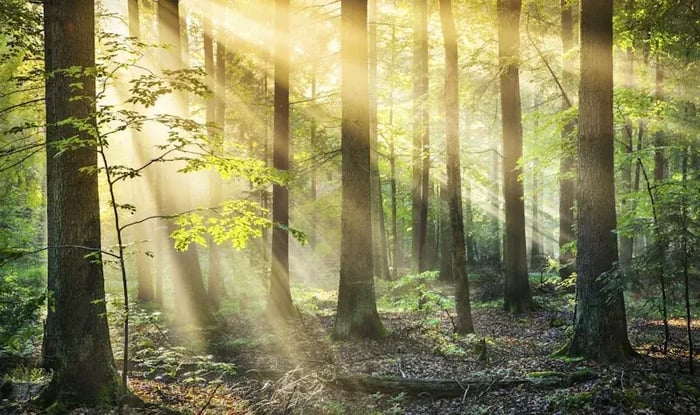 Bos met zon die door de bladeren schijnt