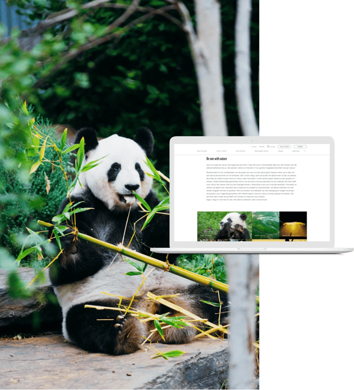 panda die bamboe eet en mockup site wwf