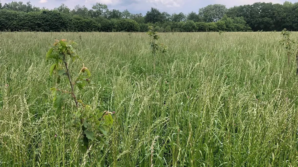 Conclusion Impact Bos-2