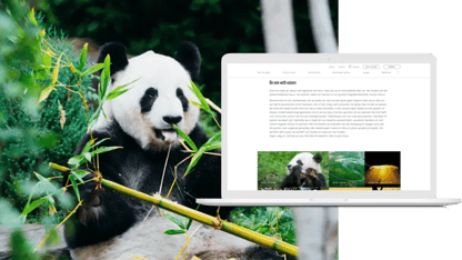 panda die bamboo eet en een mock up met beeldscherm