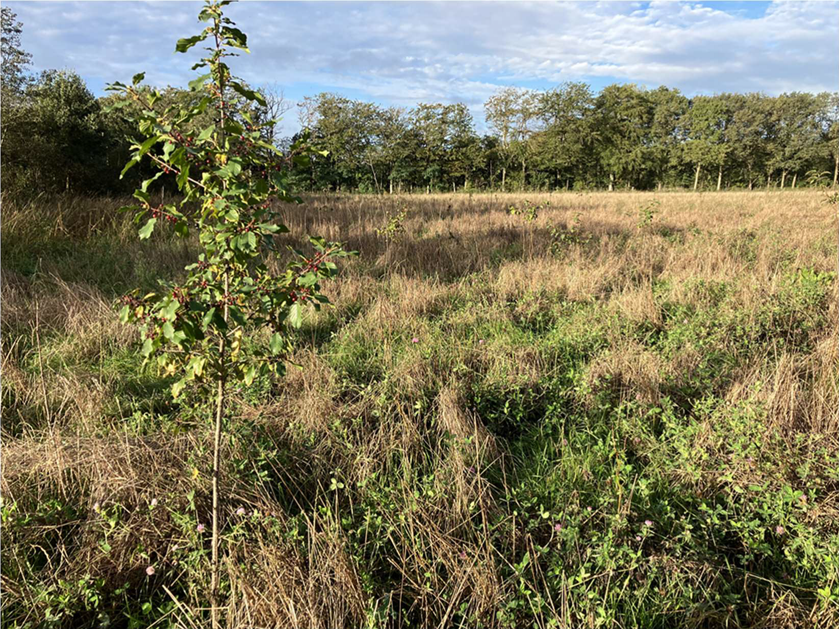 The sustainable Conclusion impact forest